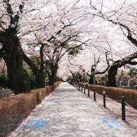 港区南青山に鎮座するお墓のセレブ？「都営・青山霊園」とは？