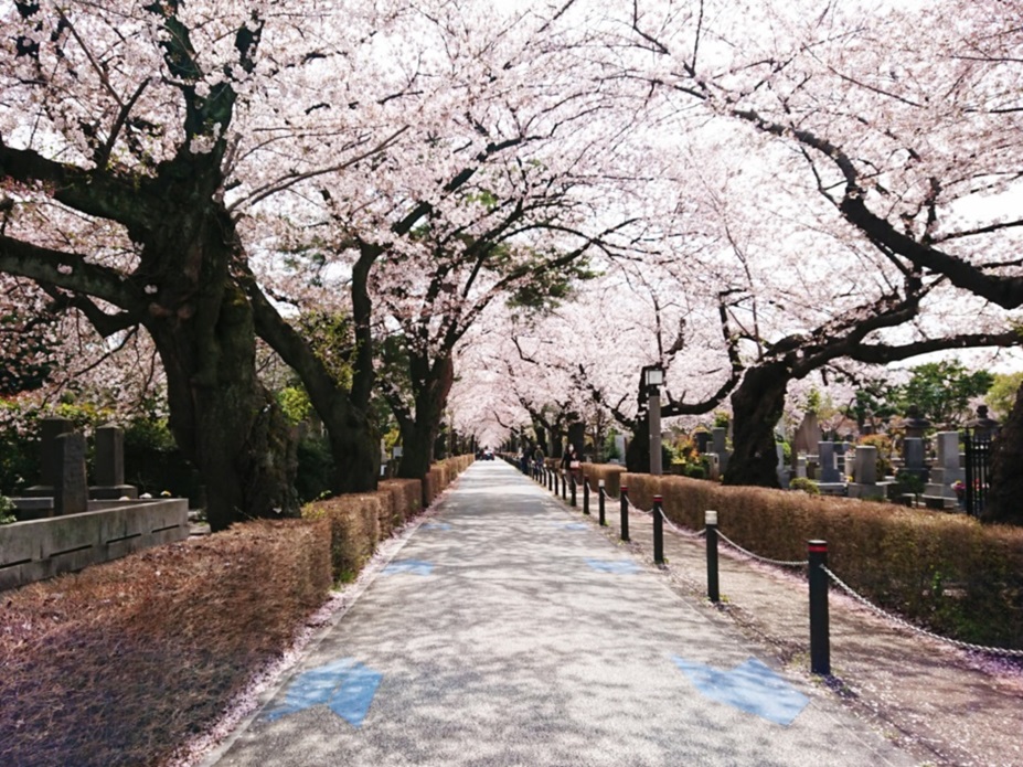 港区南青山に鎮座するお墓のセレブ？「都営・青山霊園」とは？